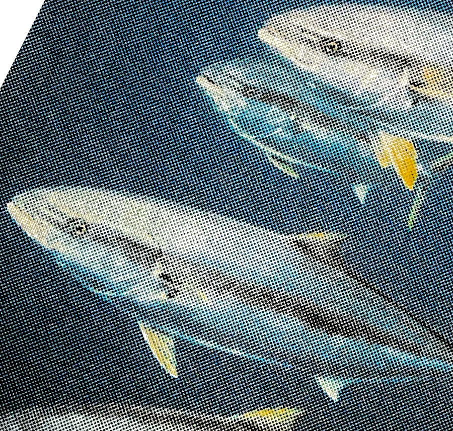 close up of picture of yellow tail on t-shirt