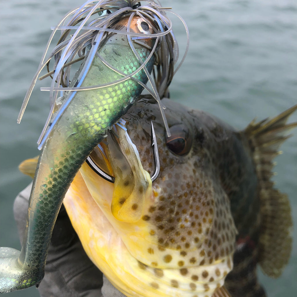 fish with green ninja turtle lateral vision x Basstrix bait in mouth